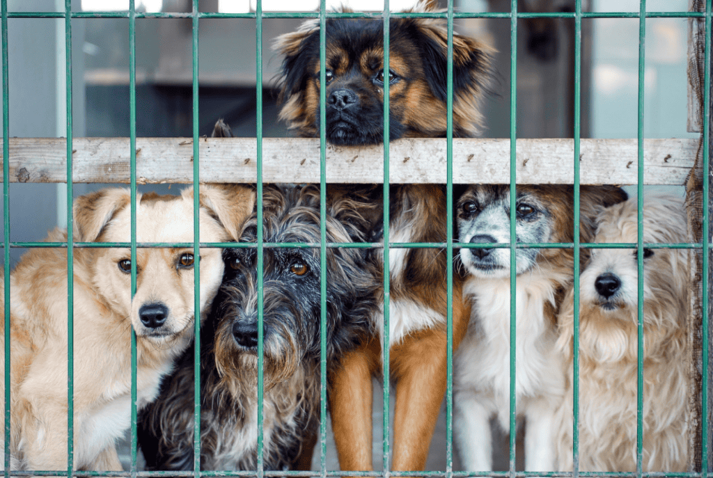 Animal Rescue puppies