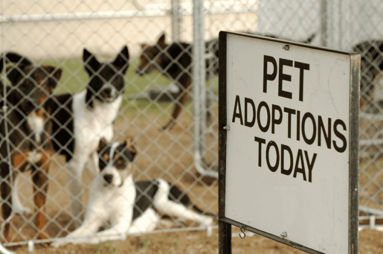 Pet Adoption