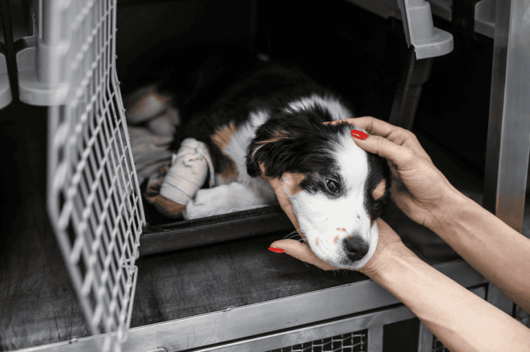 Pet Rescue Volunteer
